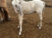 Cremello PB welsh C colt