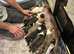 English bull terrier puppies