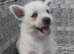 West Highland Terrier Pups looking new home