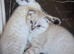Scottish Fold and Scottish Straight