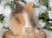 Vaccinated Double Mane Lionheads Boys & Girls - Ready Now
