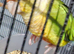 Pineapple conure