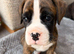 9 Beautiful Boxer Puppies