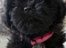 Shih tzu Kent