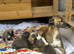 Lurcher puppies