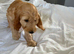 Beautiful cavapoo puppies