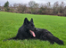 German Shepherd Long Hair Black Puppies
