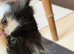Pedigree Persian Kitten READY NOW