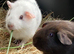 Pair of chocolate/dalmation bred sows