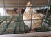 X12 Jumbo Courtinix Quail Hatching Eggs Available.