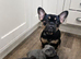 READY NOW: 3 x French Bulldog Puppies