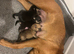 Rottweiler puppies