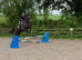 16hh unraced beautiful mare Gee Gee