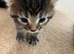 3 Cute 7 week old Tabby kittens