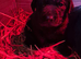 Labrador puppies