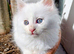 Maine Coon Kittens White and Smoke