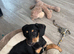 Beautiful female labdoodle cross sprocker