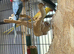 Blue female alexandrine for sale