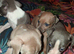 Italian Geyhound Puppies