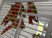 Baby conure Glasgow