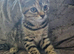 Kittens x British blue shorthairs crossed