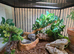 5 fire salamanders