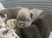 French bulldog Puppys