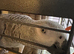 7yr old Congo African grey female talking parrot
