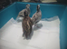 bobwhites x3