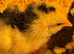 Days old chicks
