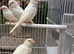 Quality Young Canaries for Sale – Proven Breeding Strain