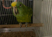 Yellow nape Amazon tame and talking with small cage