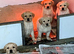 UNEXPECTEDLY FOR SALE Labrador dog puppy