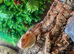 Male wild type bearded dragon