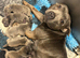 Adorable chunky blue Staffordshire puppies