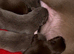last lilac long coat chihuahua male puppy