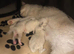 Ragdoll kittens