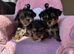 Toy Yorkshire terrier puppies