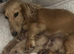 Cream Longhair Miniature dachshund