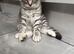 Beautiful Scottish Fold&Straight &ndash;Silver tabby&rsquo;s