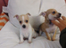 Chihuahua Bambi still. Available