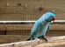 Indian Ringnecks Proven pair 2 clutches every year