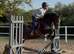 Whizzy, Welsh, And A Whole Lot Of Fun