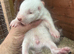 Albino Skunk Kit Available