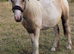 Filly to make 13.2