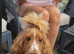 1 year old English spaniel