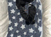 Easter kittens maine coon cross