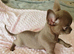Tiny Stunningly Beautiful Solid Lilac Chihuahua Girl