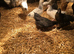 11 week old pullets