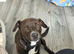 Staffy x patterdale